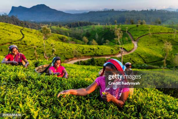 tamil women plucking tea leaves on plantation, ceylon - sri lanka stockfoto's en -beelden
