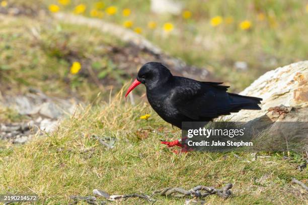 chough walking on grass. - chough stock pictures, royalty-free photos & images