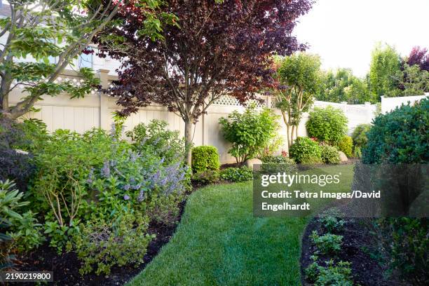 lawn, trees and flowers in backyard - ajardinado fotografías e imágenes de stock