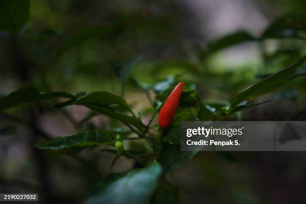 red green thai pepper chilli padi, blooming in garden on nature background, capsicum annuum - red chili pepper stock pictures, royalty-free photos & images