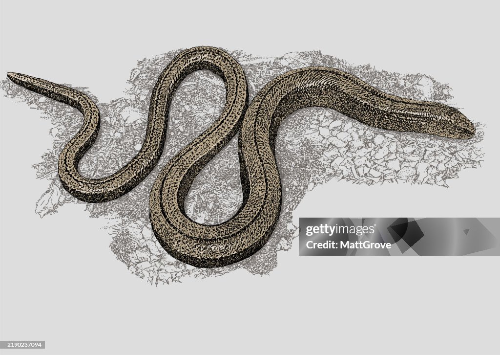 Common Slow Worm. Legless Lizard.