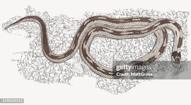 california king snake. - california kingsnake stock illustrations