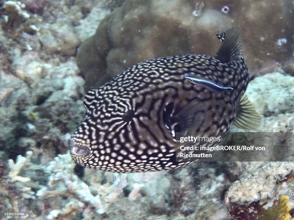 A dotted map pufferfish (Arothron mappa) swimming near corals with a cleaner fish, dive site Spice Reef, Penyapangan, Bali, Indonesia, Asia