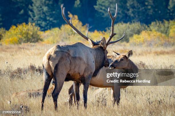 elk in rocky mountain national park, colorado - caribu veado vermelho imagens e fotografias de stock