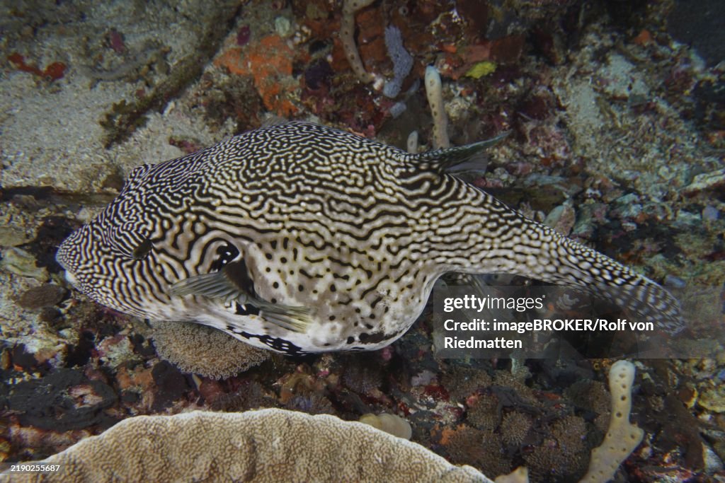 A map pufferfish (Arothron mappa) with a striking zigzag pattern moves over coral reefs, dive site SD, Nusa Ceningan, Nusa Penida, Bali, Indonesia, Asia