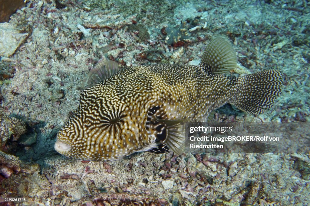 A map pufferfish (Arothron mappa) with iridescent pattern resting on the coral bottom, dive site SD, Nusa Ceningan, Nusa Penida, Bali, Indonesia, Asia