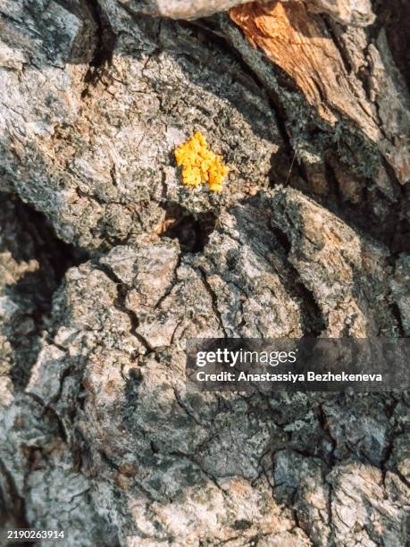 close-up of tree bark texture background, phone photo - close up phone on surface stock-fotos und bilder