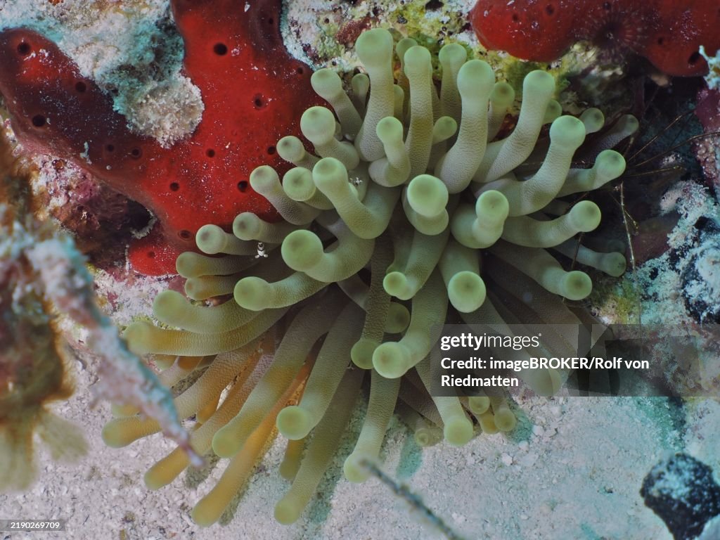 Green sea anemone, Condylactis gigantea, next to red sea sponges in an underwater landscape, dive site John Pennekamp Coral Reef State Park, Key Largo, Florida Keys, Florida, USA, North America