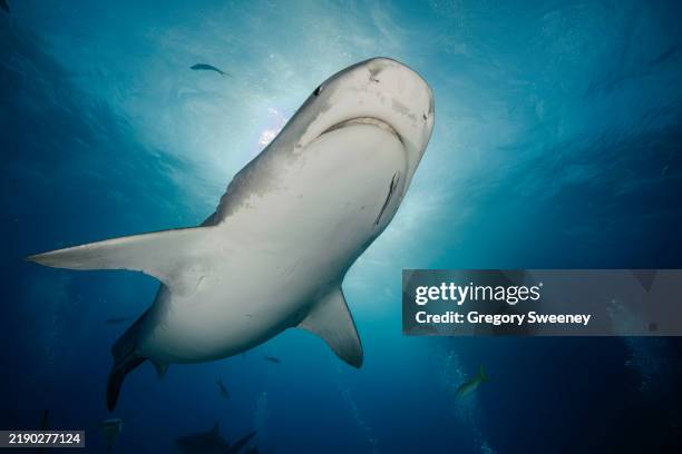 tiger shark predator from underneth looking up at water surface sunburst - leopard shark stock pictures, royalty-free photos & images
