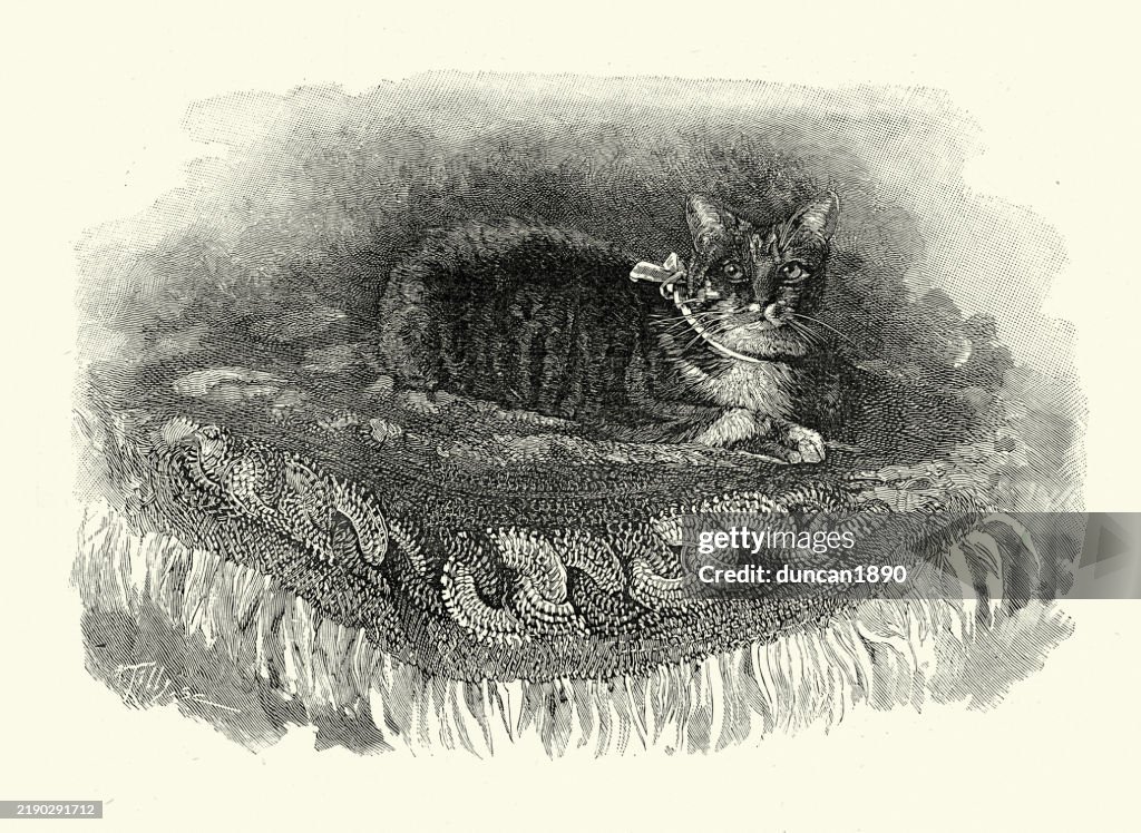 Pet cat of King of Spain, Alfonso XIII, 1890, Vintage illustration 19th Century