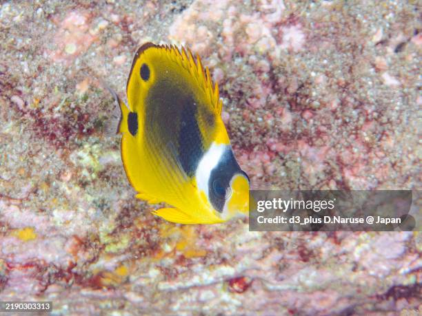 a lovely juvenile raccoon butterflyfish (chaetodon lunula) and others.hirizohama beach, nakagi, minami-izu, izu peninsula, shizuoka pref - 2024. - butterflyfish stock pictures, royalty-free photos & images