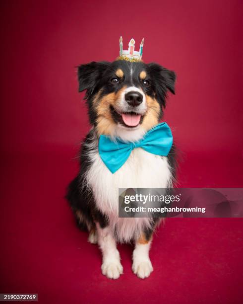 portrait of a black tri-colored australian shepherd dog sitting in front of a red background wearing a bow tie and crown - royal shepherd stock pictures, royalty-free photos & images
