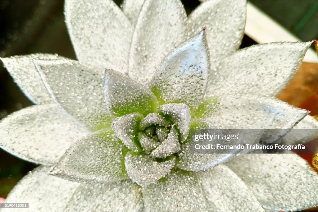 Succulent plant with shiny glitter