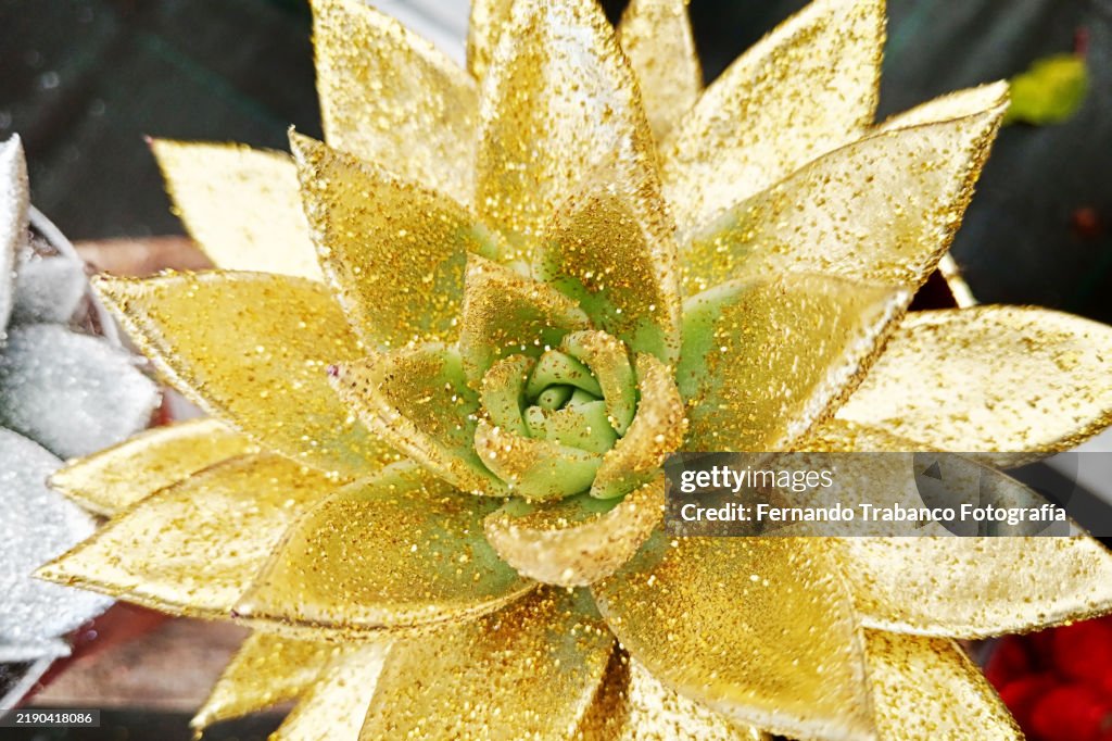 Succulent plant with shiny glitter