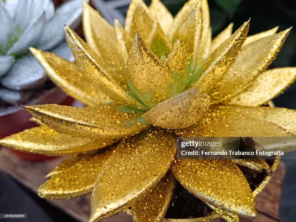 Succulent plant with shiny glitter