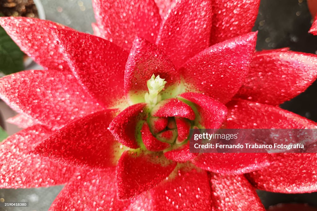 Succulent plant with shiny glitter