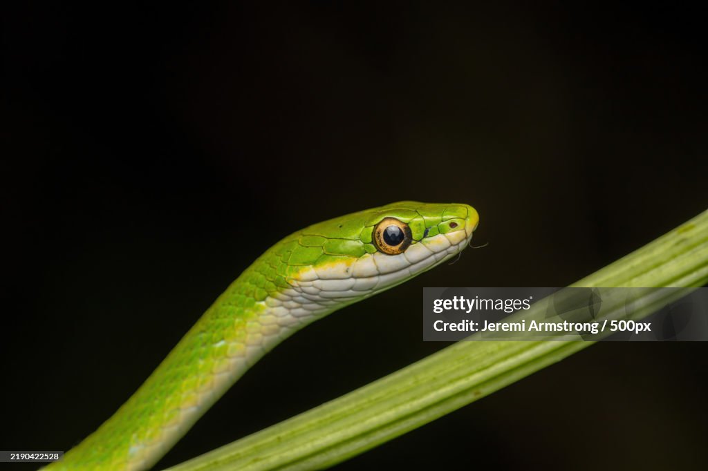 Rough Green Snake on the Hunt,Rowlett,Texas,United States,USA