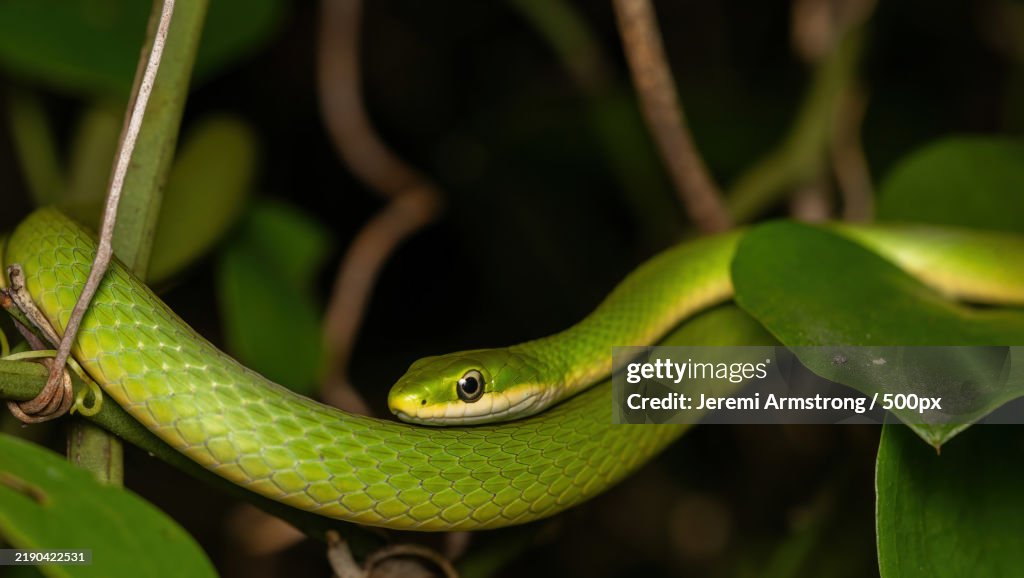 Close-up of green tree snake,Rowlett,Texas,United States,USA