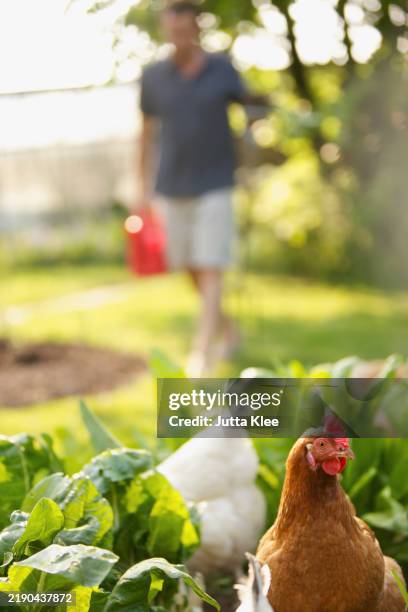 chickens roaming in vegetable garden - domestic animals stock pictures, royalty-free photos & images