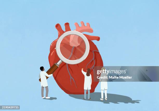 cardiologist doctors holding large magnifying glass over heart - human internal organ illustrations stock illustrations