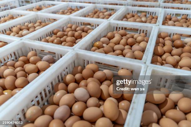 eggs in stacked white boxes in a large warehouse - crate stock pictures, royalty-free photos & images