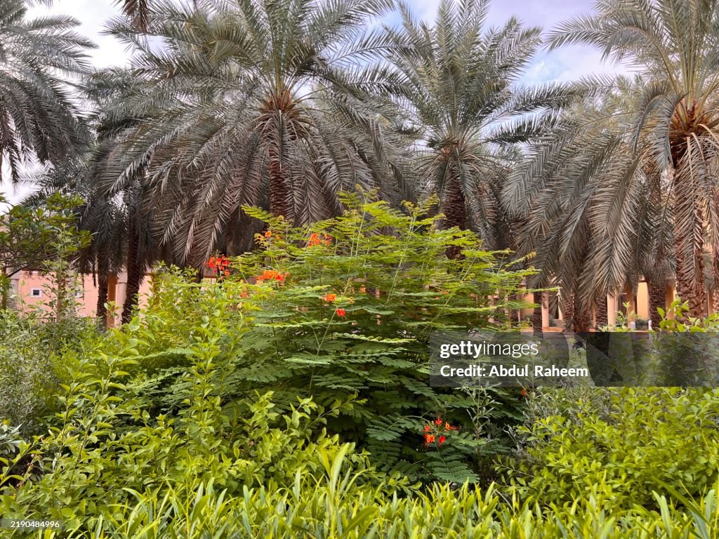 View of King Abdul Aziz National Park Lush Greenery and Tranquil Landscape