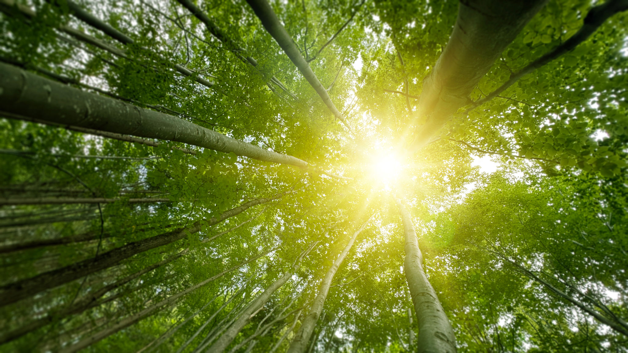 summer trees heat