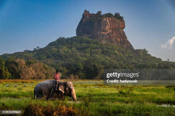 mahout riding his elephant, sigiriya rock on the background, sri lanka - sri lanka stockfoto's en -beelden