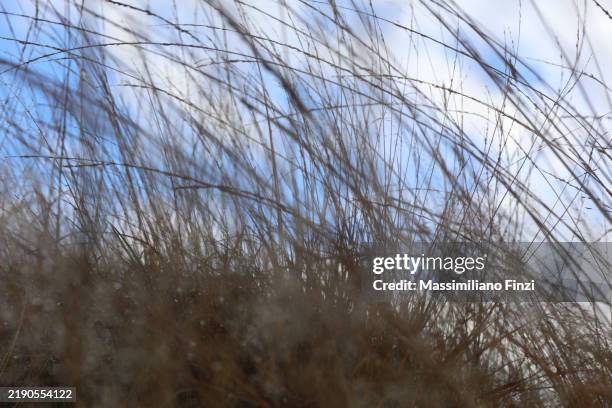 Salt Water Reeds 7,792 Saltwater Marsh Stock Photos, High-Res Pictures, and Images ...