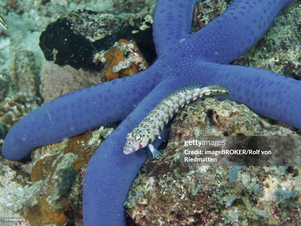 A blackspotted sand perch (Parapercis millepunctata) resting on a blue starfish (Linckia laevigata), dive site Spice Reef, Penyapangan, Bali, Indonesia, Asia