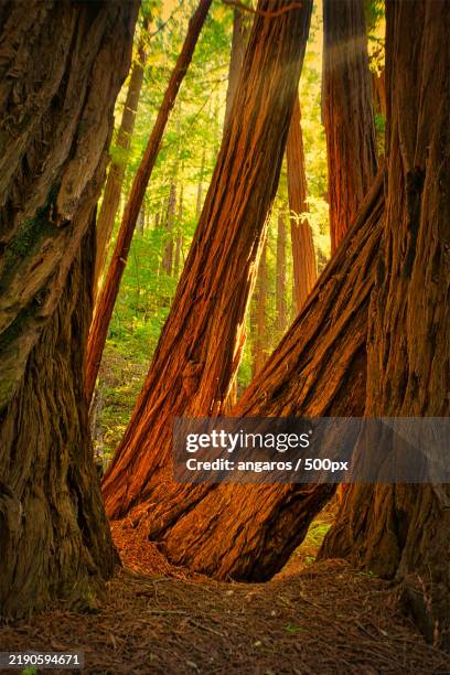 trees in forest,mill valley,california,united states,usa - sigma usa stock pictures, royalty-free photos & images