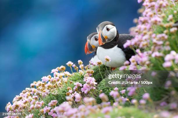 close-up of atlantic puffin by flowers - animals in the wild stock pictures, royalty-free photos & images