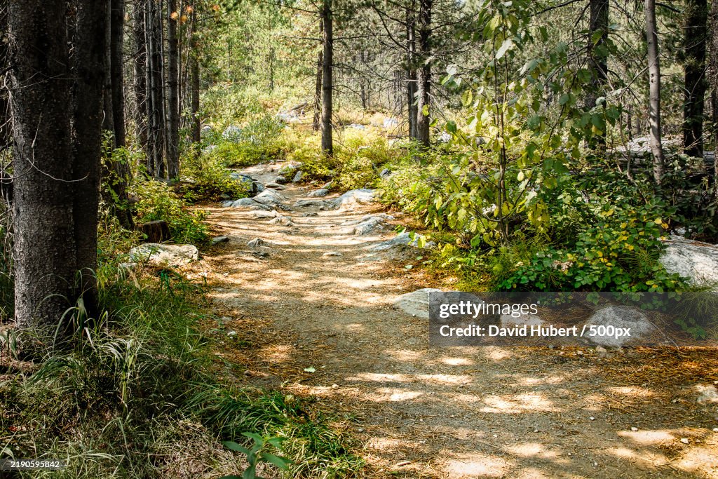 Trees in forest,United States,USA