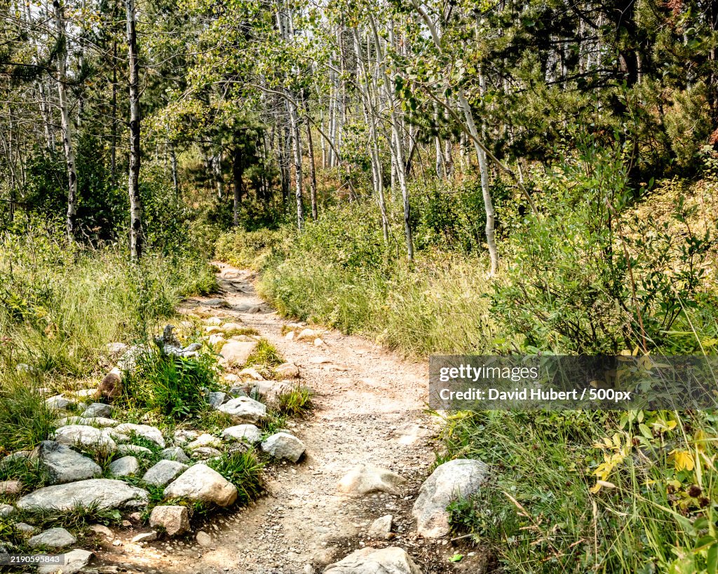 Trees growing in forest,United States,USA