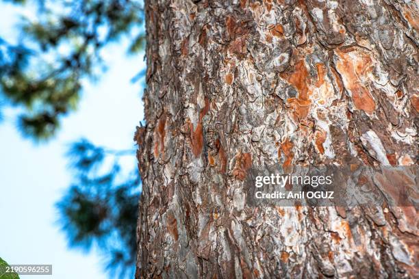 Macro Details of a Camouflaged Cicada on a Tree