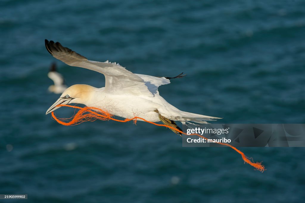 Gannet with rope found in sea