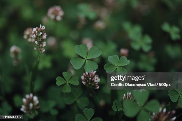 close-up photo of green clover plants - clover stock pictures, royalty-free photos & images