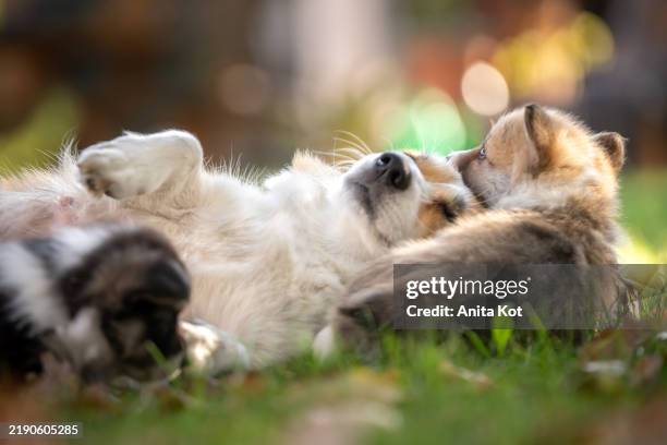 welsh pembroke corgi dog mother plays with her puppy - cane di razza foto e immagini stock