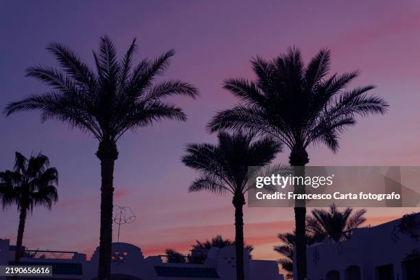 egyptian palm trees silhouetted in the sunset - sharm el sheikh stock pictures, royalty-free photos & images