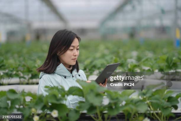 asiatische frau, die auf digitalem tablet im gewächshaus arbeitet - nachhaltiges wirtschaften stock-fotos und bilder