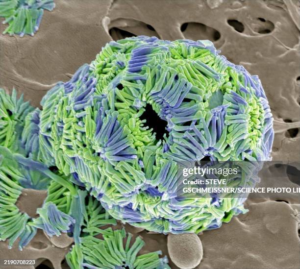 coccolithophore, sem - rasterelektronenmikroskop stock-fotos und bilder