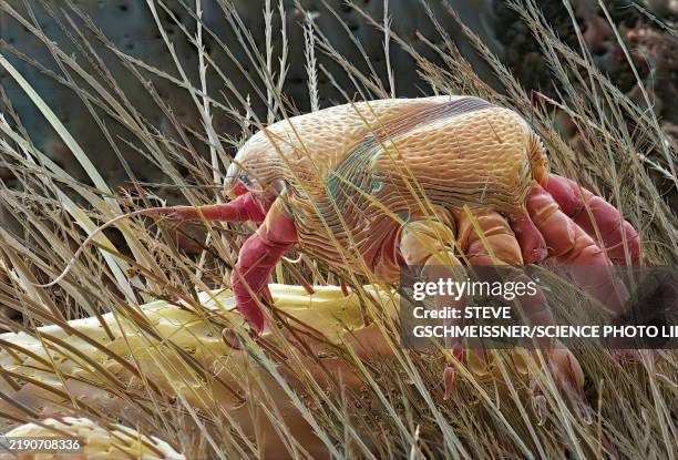 bee mite, sem - micrografía electrónica escaneadora fotografías e imágenes de stock