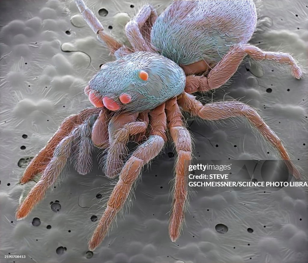 Jumping spider, SEM