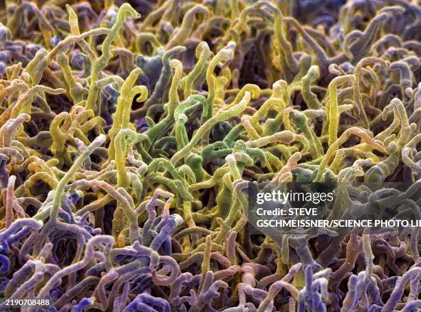 122 Spore Microscope Stock Photos, High-Res Pictures, and Images