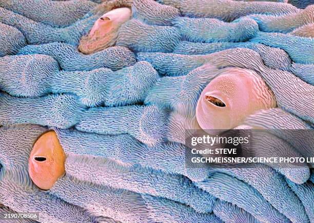 stomata, sem - magnification stock pictures, royalty-free photos & images