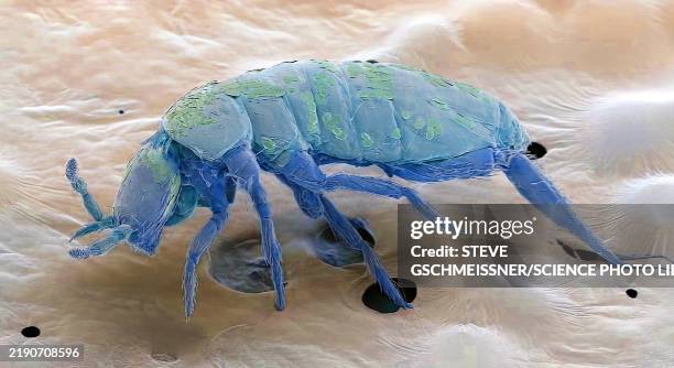 Spring Tails Sem 57 Springtail Stock Photos, High-Res Pictures, and Images - Getty Images