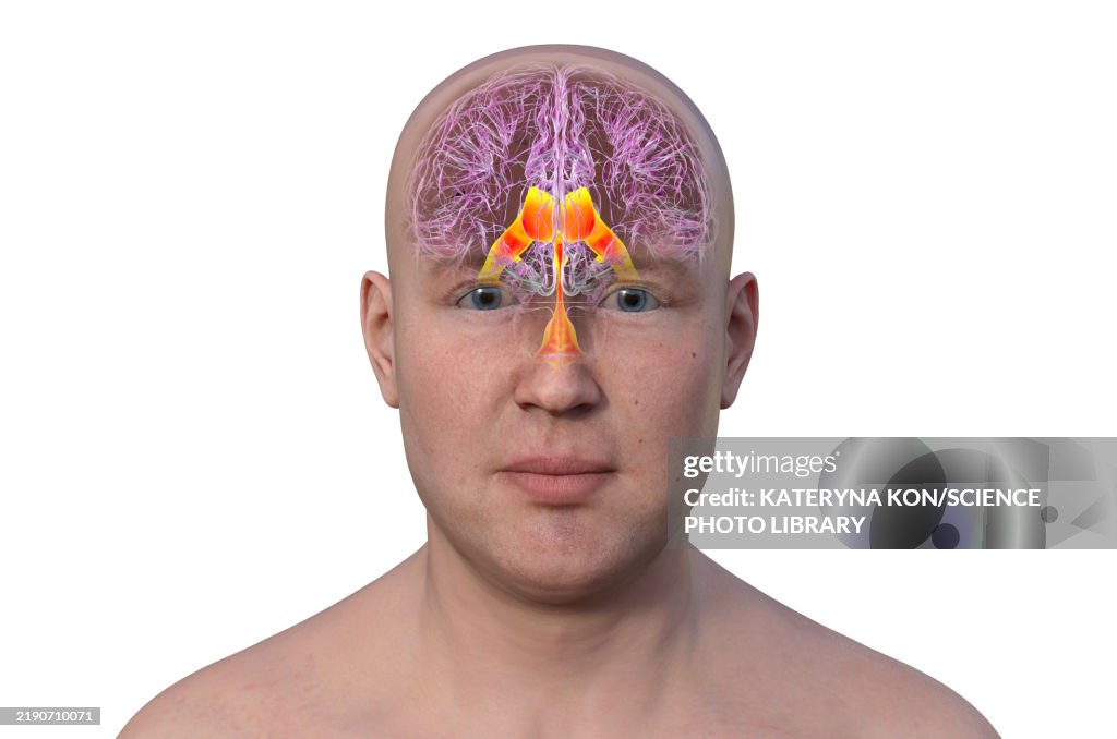 Brain ventricles, illustration