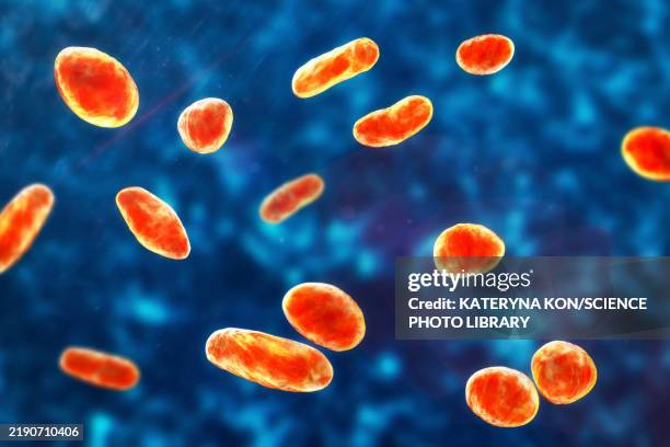 rothia dentocariosa bacteria, illustration - sepsis stock illustrations