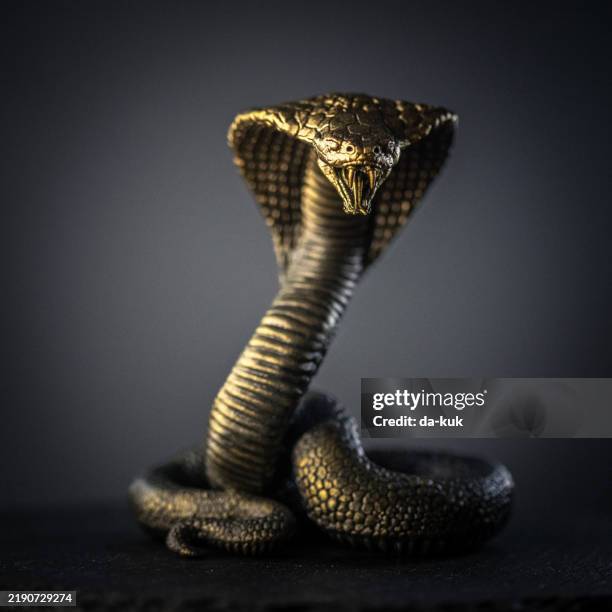 golden cobra in striking pose with dark background - king cobra prey stock pictures, royalty-free photos & images