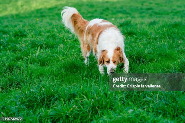 scene of a dog in the action of hunting. - crispin hunt stock pictures, royalty-free photos & images